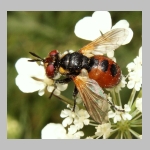 Gymnosoma sp - Raupenfliege 13.jpg